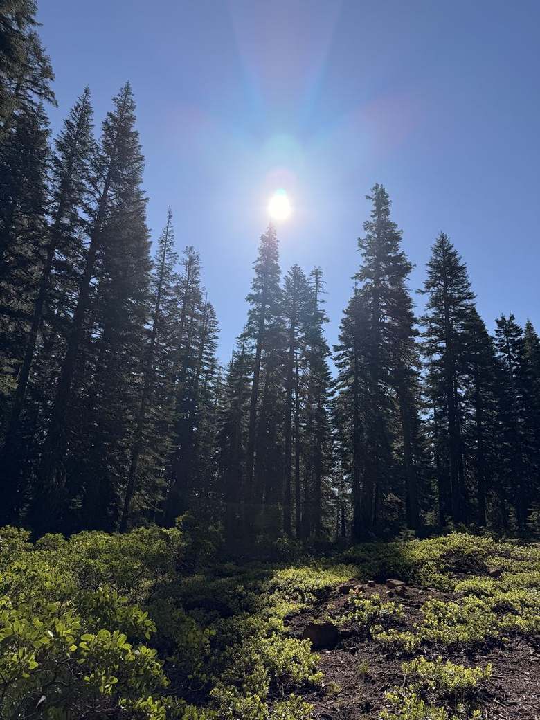 Mount Shasta